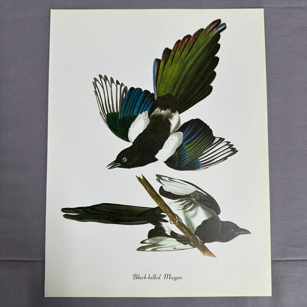 1950 Vintage Black-Billed Magpie Print  American Bird Art Illustration Audubon